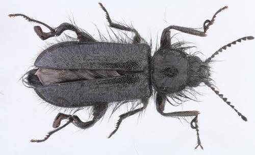 Réf. 238 965 : Enicopus armatus